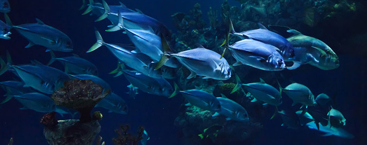 Fish Under Sea